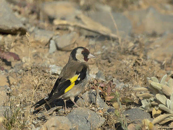 Tikli, European Goldfinch, Carduelis carduelis